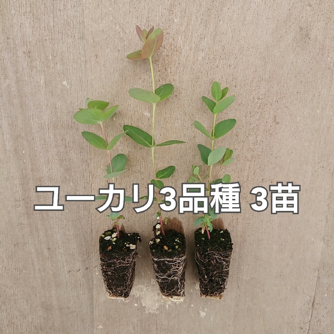 観葉植物【ユーカリ 3品種 3苗】ネコポス匿名発送 ハンドメイドのフラワー/ガーデン(その他)の商品写真