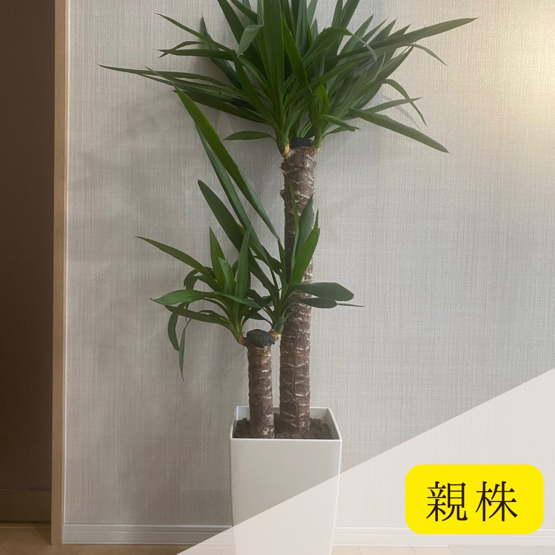 ユッカ 青年の木 挿し木苗の通販 by はじめ's shop|ラクマ ユッカ 青年の木 挿し木苗の通販 by はじめ's shop|ラクマ