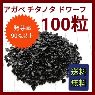 特別価格！人気品種アガベ　チタノタドワーフの種子　100粒(その他)