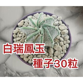 白瑞鳳玉　種子30粒(プランター)