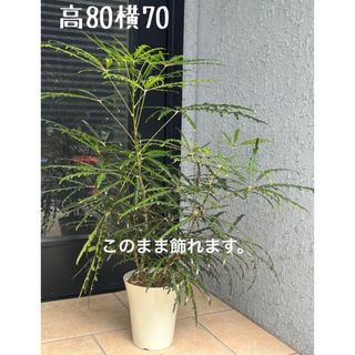 観葉植物　アラレア　グリーンエレガンス ディジゴセカ 苗 　2本立　ボリューム大(プランター)