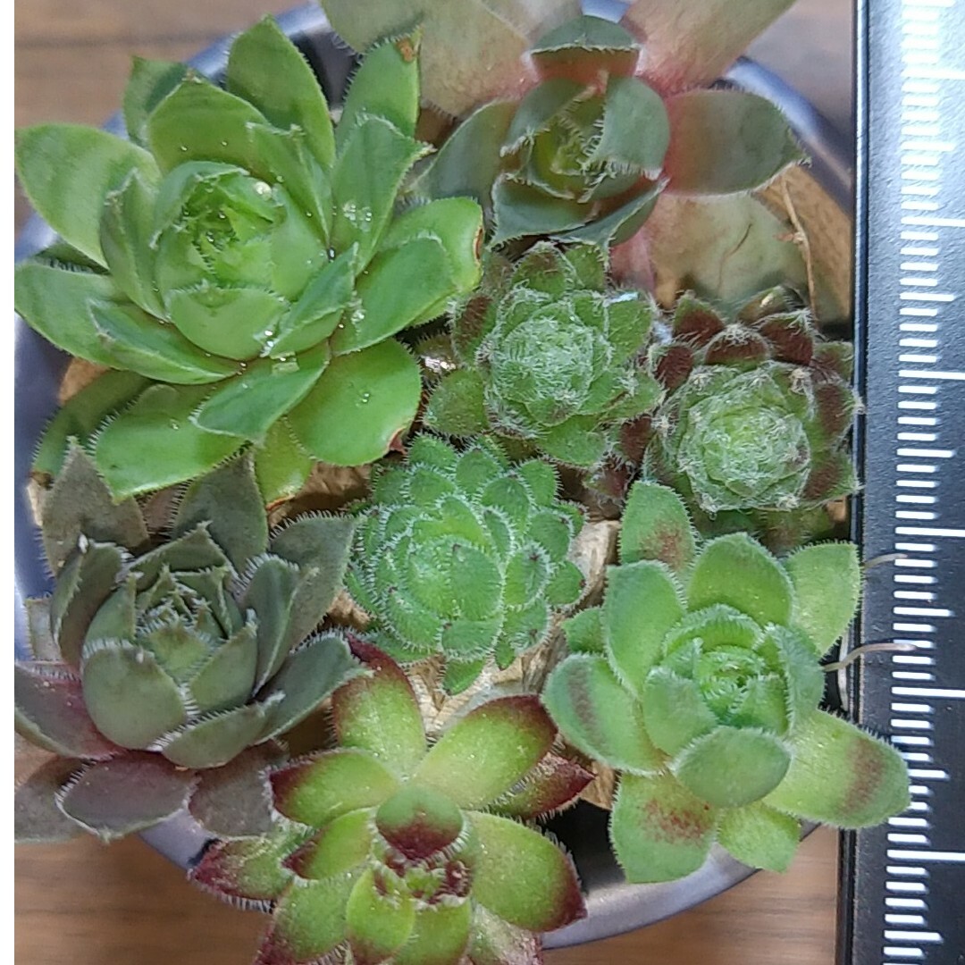 多肉植物 センペルビウム 抜き苗 ノワール | nate-hospital.com 多肉植物 センペルビウム 抜き苗 ノワール | nate-hospital.com