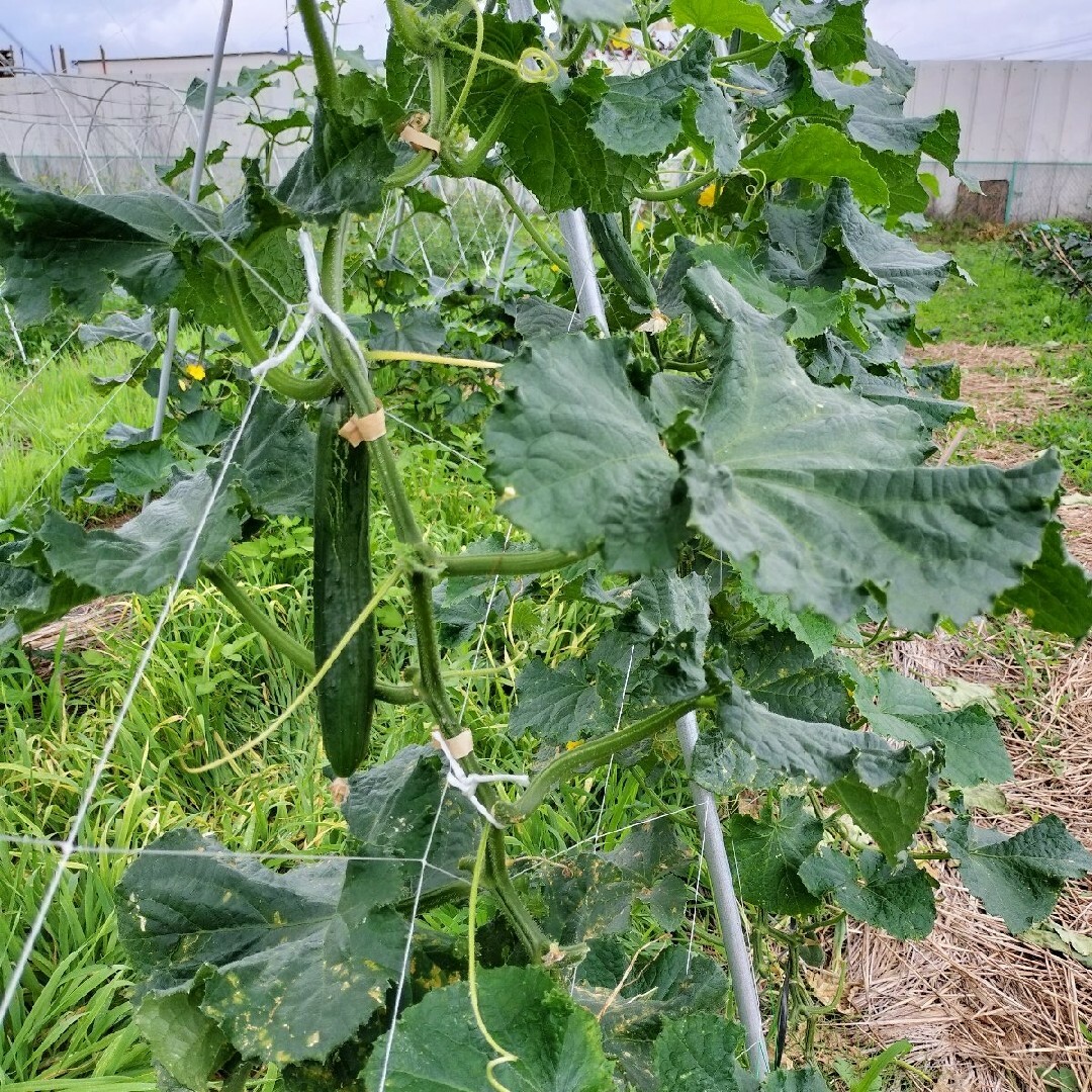 農家直送！野菜詰め合わせ 食品/飲料/酒の食品(野菜)の商品写真