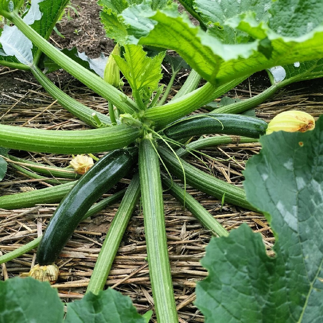 農家直送！野菜詰め合わせ 食品/飲料/酒の食品(野菜)の商品写真