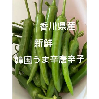 10.香川県産韓国うまピリ辛青トウカラシ400g(野菜)