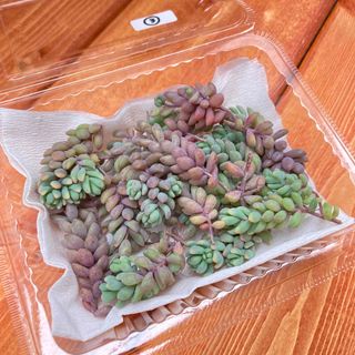 多肉植物  ＊パープルヘイズ③＊  20カット(その他)