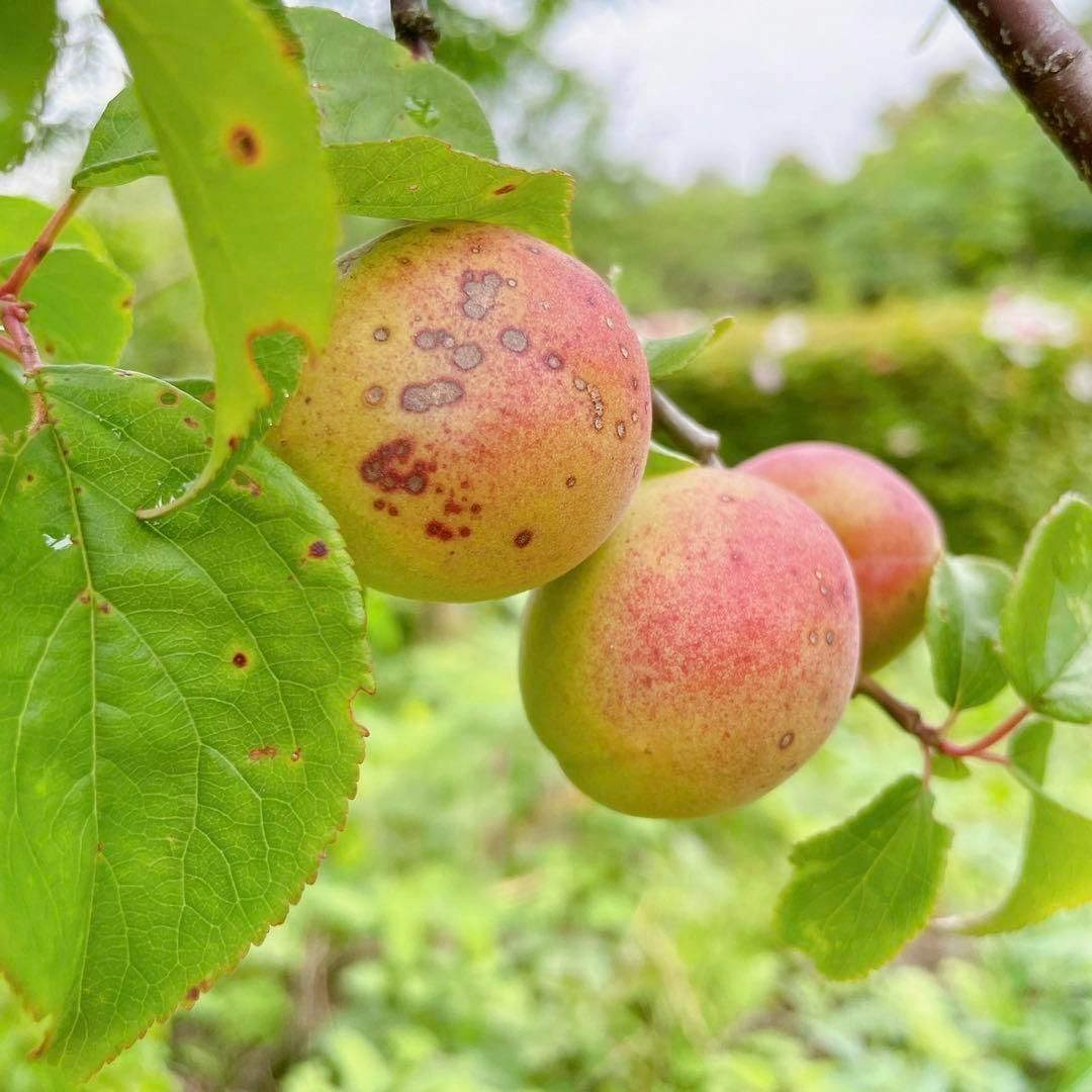 から厳選した 完全無農薬の新鮮完熟梅25キロ‼︎化学肥料除草剤不使用