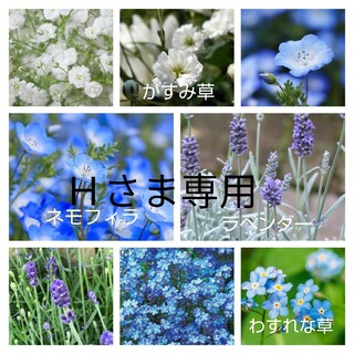 ブルー系セット♡かすみ草白、ラベンダー、ネモフィラ、わすれな草の種100粒(プランター)