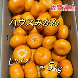 唐津　ハウスみかん　約5kg   Lサイズ　佐賀産　温室みかん(フルーツ)