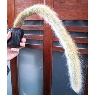ヒルデウィンテラ 極太①② 長さ40cm超 抜き苗 猫のしっぽ 紐サボテン