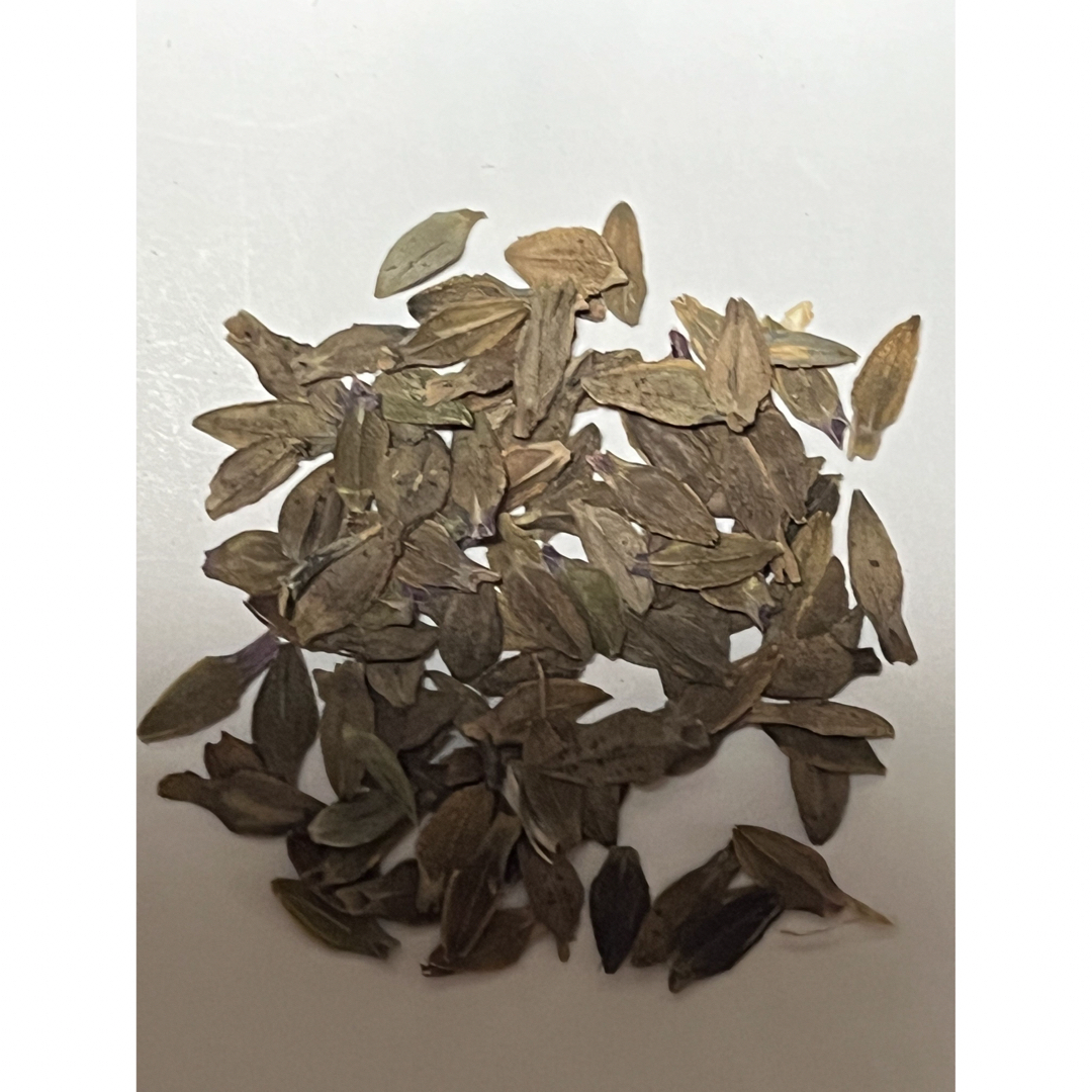 百日草ジニア種　100粒 ハンドメイドのフラワー/ガーデン(その他)の商品写真
