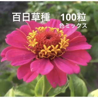 百日草ジニア種　100粒(その他)