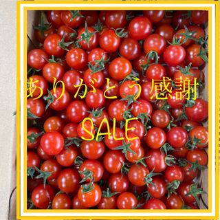 最終SALEミニトマト3kg(野菜)