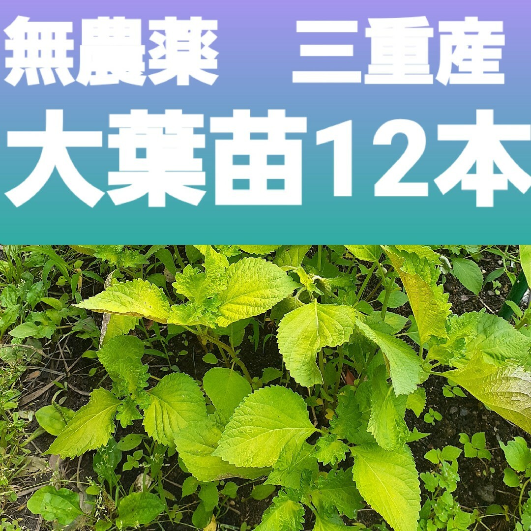 無農薬　有機栽培　大葉苗　大葉　しそ　しそ苗　青じそ　青しそ　苗 食品/飲料/酒の食品(野菜)の商品写真