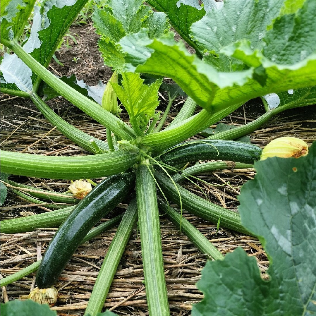 農家直売！夏野菜詰め合わせ80サイズ 食品/飲料/酒の食品(野菜)の商品写真