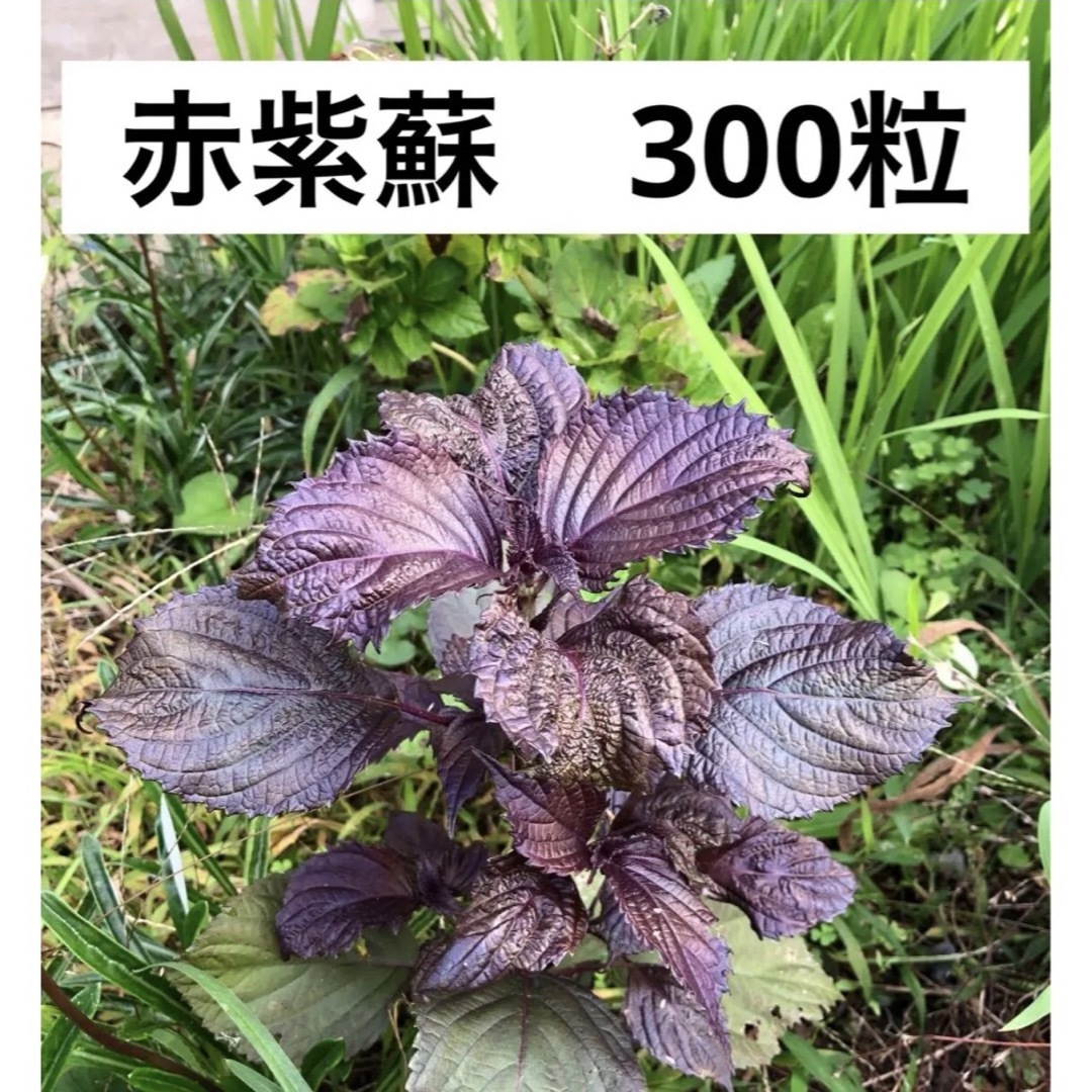 赤紫蘇　赤じそ　種 食品/飲料/酒の食品(野菜)の商品写真