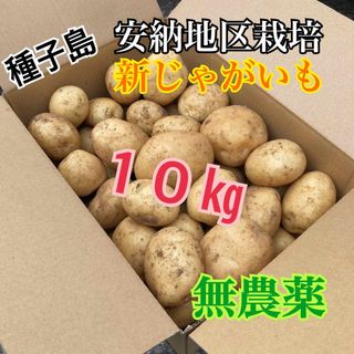 鹿児島県種子島産　新じゃがいも　無農薬　10Kg(野菜)