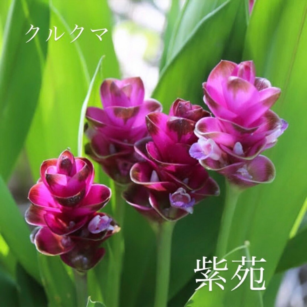 いろは☆様専用 クルクマ 美しい紫色 紫苑(しおん)  1球根 ハンドメイドのフラワー/ガーデン(その他)の商品写真