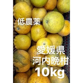 愛媛県産　低農薬　宇和ゴールド　河内晩柑　10kg(フルーツ)