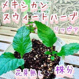 レアな　メキシカンスウィートハーブ　リッピア　苗　花芽なし　ステビアの4倍甘味料(その他)