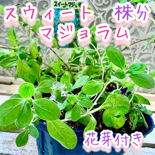 香水のような甘さスッキリ　スウィートマジョラム　株分け　苗　花芽付き　早い者勝ち(その他)