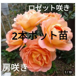 ロゼット房咲きオレンジ薔薇　2本入りポット苗(プランター)