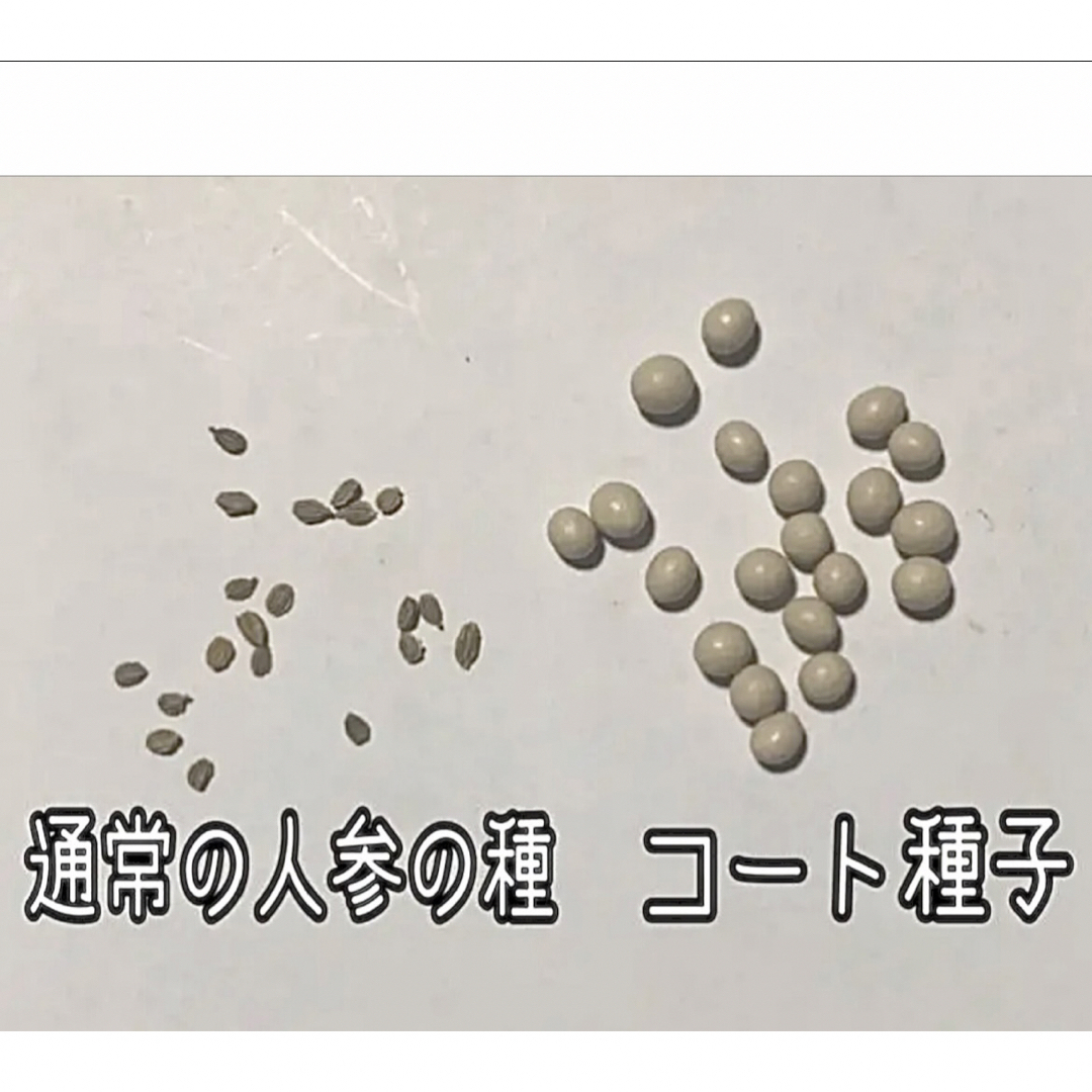 恋うさぎ人参の種 50粒  うさぎも恋する色濃い人参 食品/飲料/酒の食品(野菜)の商品写真