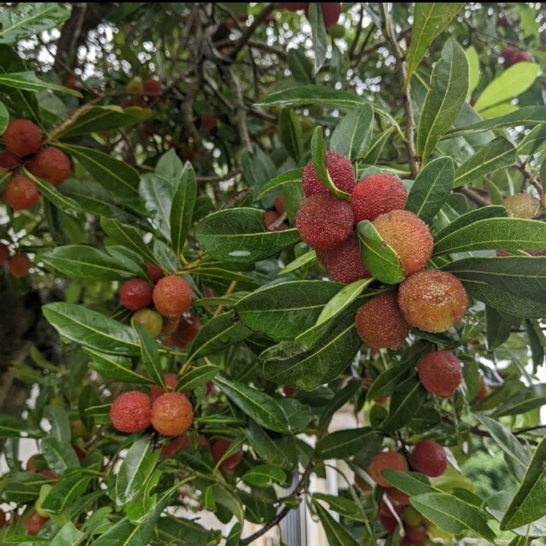 千葉県産 無農薬ヤマモモ(常温発送) - 通販 - system-dach.pl