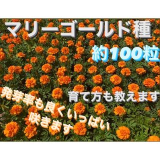 マリーゴールド　種　100粒以上　説明書付き(その他)