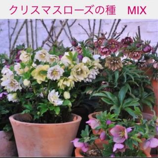 クリスマスローズの種　MIX50個以上(プランター)