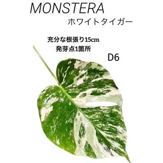 【極上✨️ハーフムーン】斑入りモンステラ ボルシギアナ ホワイトタイガー Ｄ6(その他)