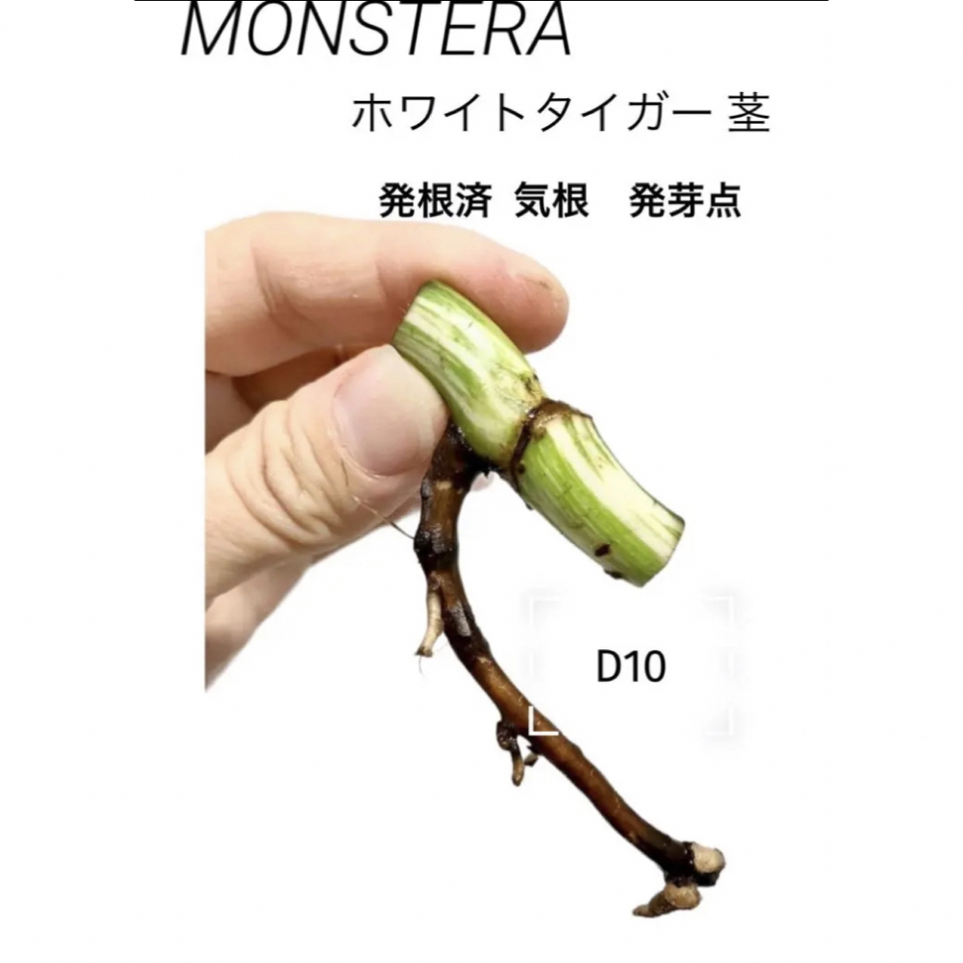 【発根済み‼️】斑入りモンステラ ボルシギアナ ホワイトタイガー Ｄ10