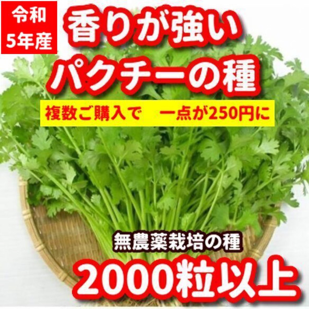 パクチー種22g【無農薬栽培の種】香りが強い品種、令和5年産・増量サービス 食品/飲料/酒の食品(野菜)の商品写真