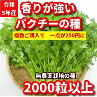 パクチー種22g【無農薬栽培の種】香りが強い品種、令和5年産・増量サービス(野菜)