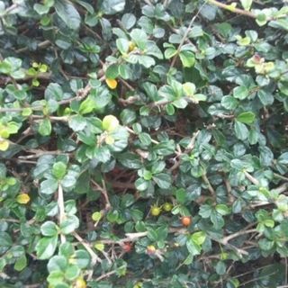 種子　5個　福満木　フクマンギ　タネ　たね　庭木・生垣　観葉植物(その他)