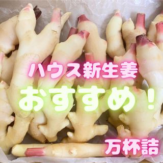 数量限定　少し訳あり新生姜　130(野菜)