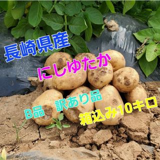 長崎県産 じゃがいもB品 にしゆたか 箱込み10キロ(野菜)