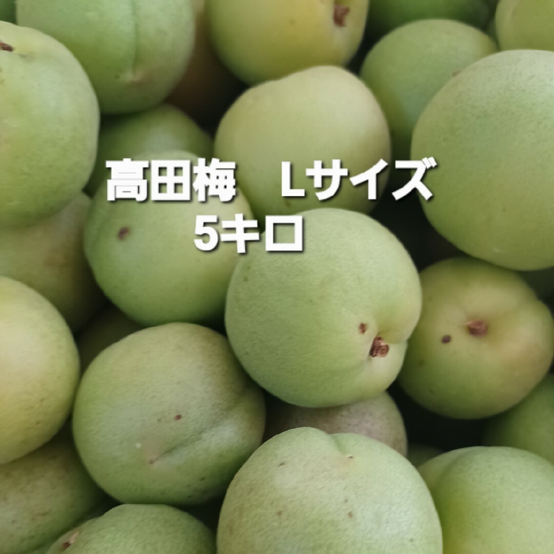 高田梅　5kg