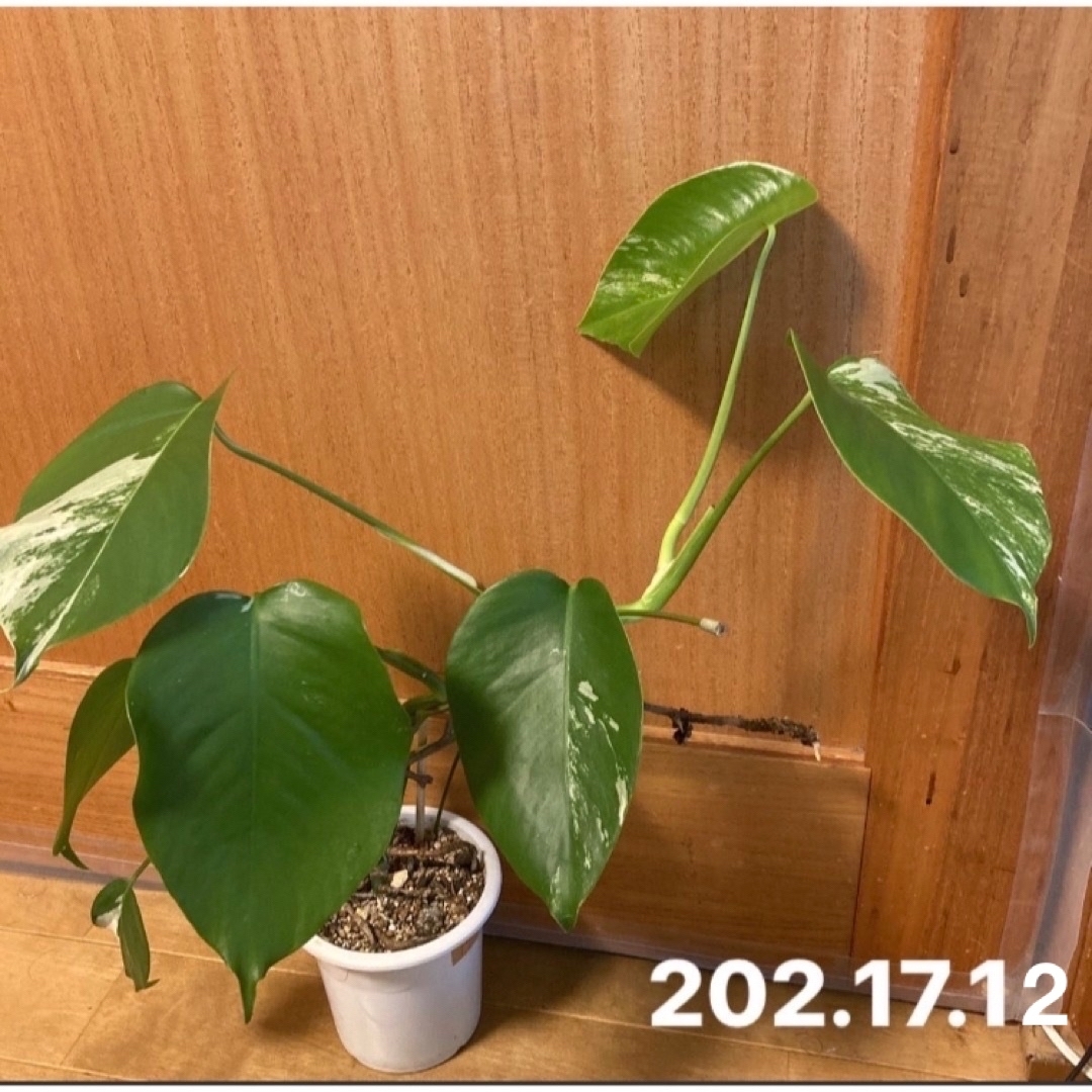 その他［斑入り］モンステラ  元気な葉8枚付き　新芽開きました。 202-17-12