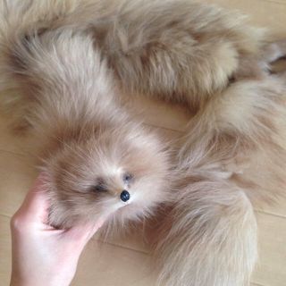 未使用　ドナウィルソン　マフラー　きつね ドナウィルソン キツネマフラー - メルカリ