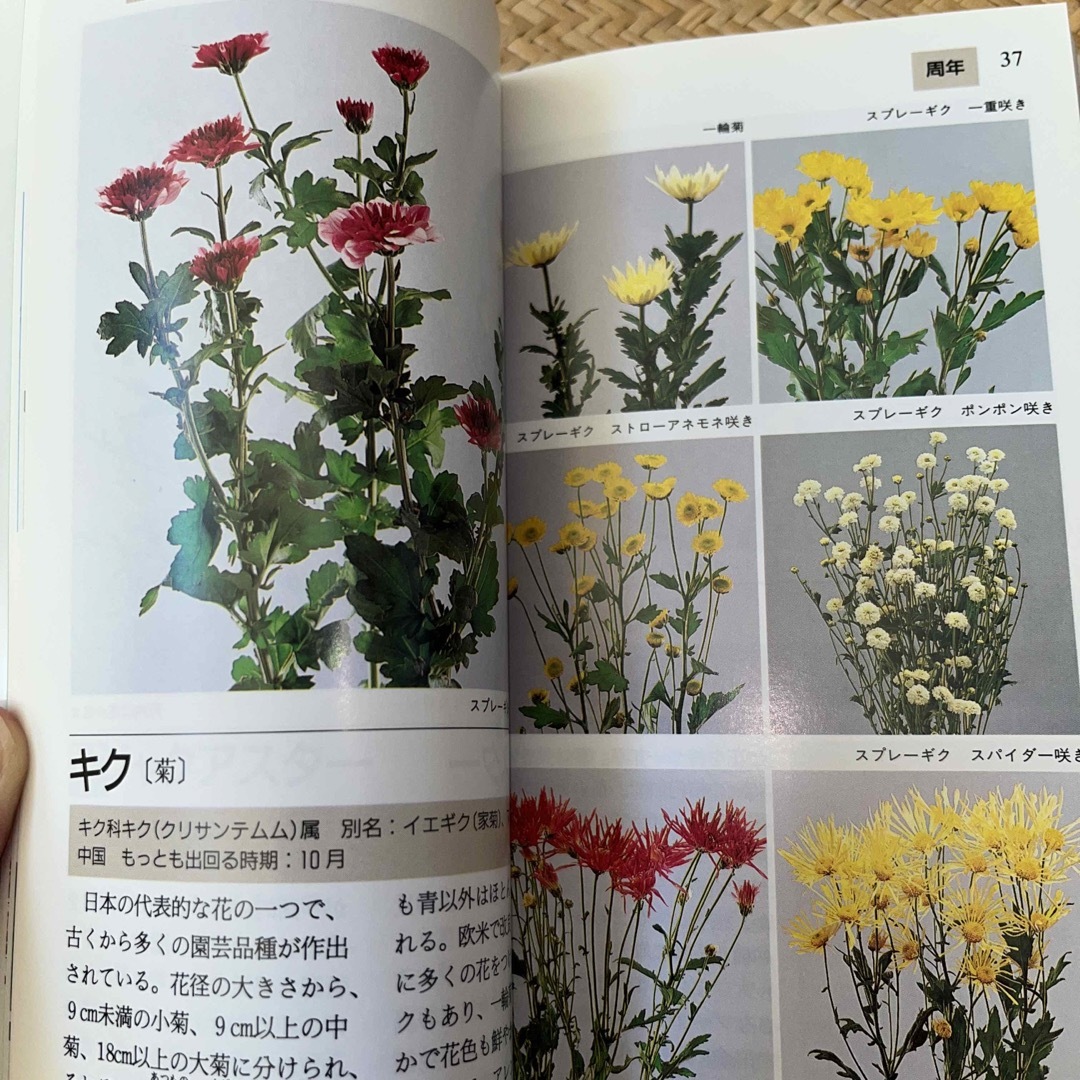 暮らしを彩る花屋さんの花ガイドブック 飾るとき、贈るとき、きっと役立つ４２８品種 エンタメ/ホビーの本(趣味/スポーツ/実用)の商品写真