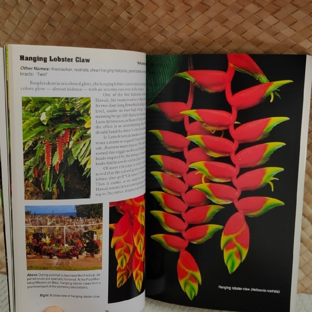 ハワイのエキゾチックな熱帯植物 エンタメ/ホビーの本(その他)の商品写真
