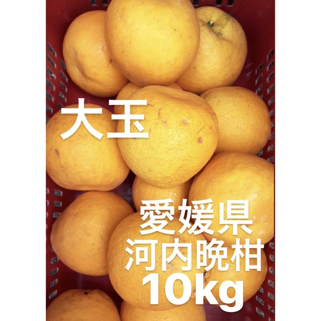 愛媛県産　河内晩柑　宇和ゴールド　柑橘　10kg