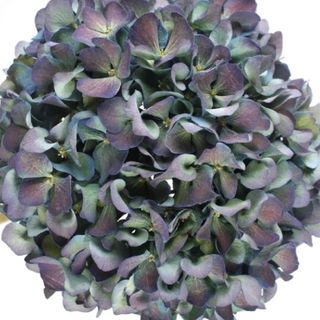 🌼レア人気輸入紫陽花苗🌼ピンパーネル・クラシック・オーベルジーヌ