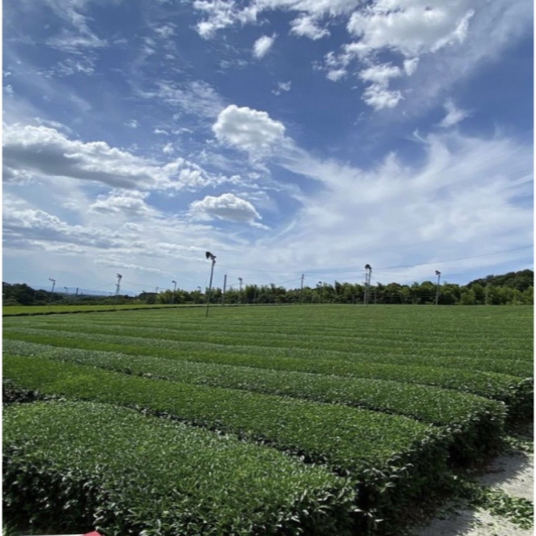 【即日発送】八女茶 お茶 緑茶 茶葉 高級煎茶 茎茶 白折【匿名配送】 食品/飲料/酒の飲料(茶)の商品写真