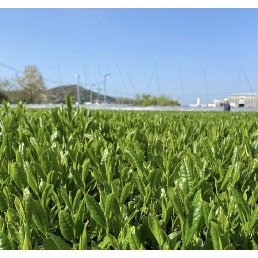 【即日発送】八女茶 お茶 緑茶 茶葉 高級煎茶 茎茶 白折【匿名配送】 食品/飲料/酒の飲料(茶)の商品写真