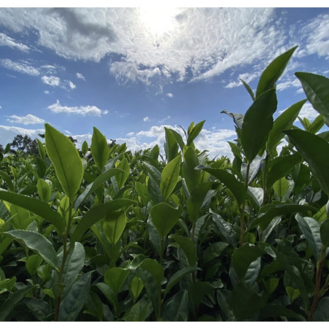 【即日発送】八女茶 お茶 緑茶 茶葉 高級煎茶 茎茶 白折【匿名配送】 食品/飲料/酒の飲料(茶)の商品写真