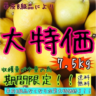 【えひめ産】《訳あり》かわちばんかん《河内晩柑》みかん蜜柑ミカン柑橘(フルーツ)