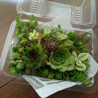 多肉植物　詰め合わせ(プランター)