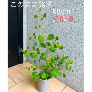 観葉植物　ユーカリ　ポポラス　苗(プランター)